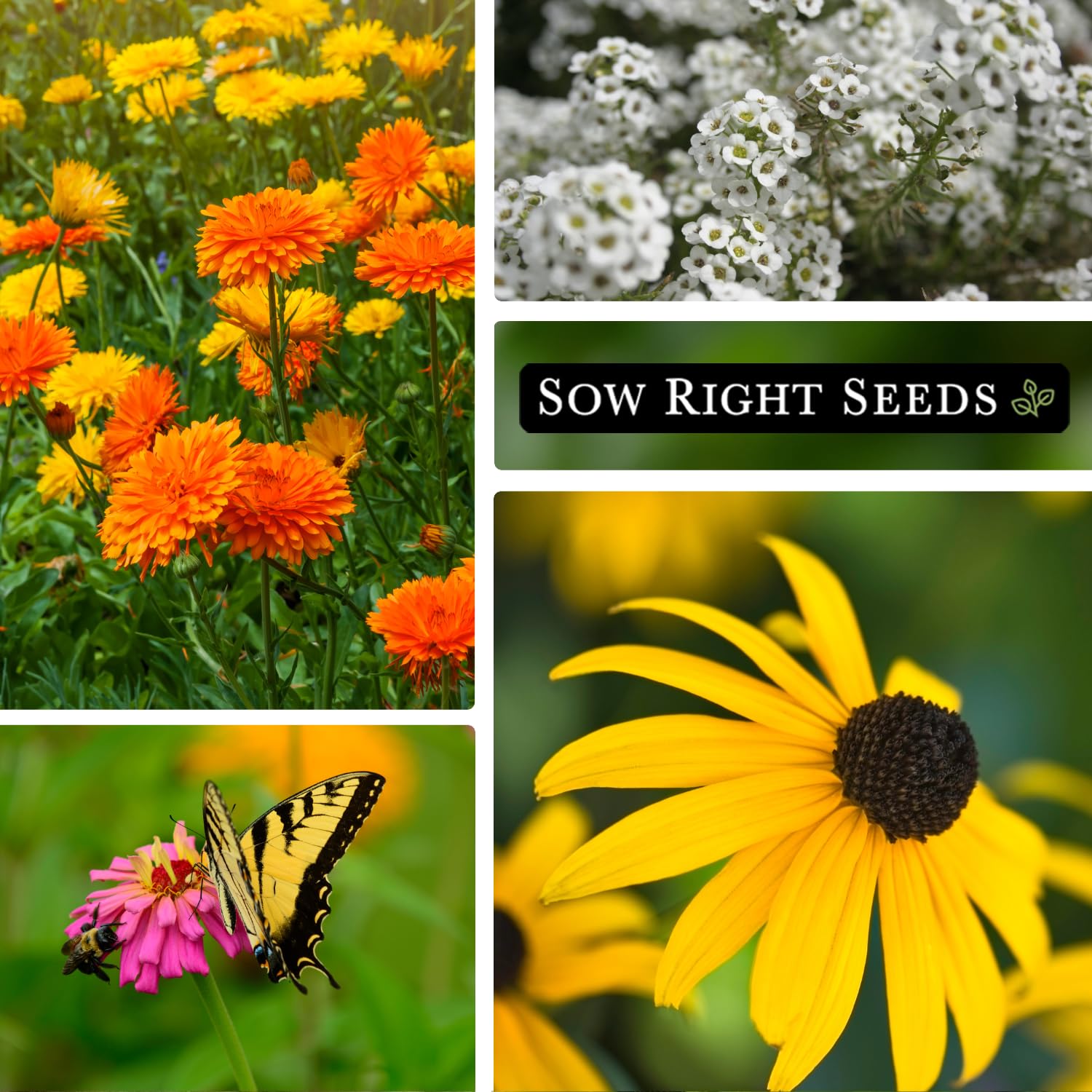 Sow Right Seeds Daisy Shasta Alaska—bright daisies for sunny beds and cut flowers.