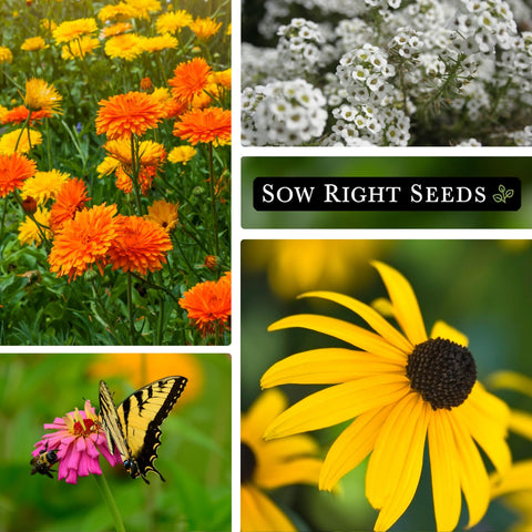 Sow Right Seeds Daisy Shasta Alaska—bright daisies for sunny beds and cut flowers.