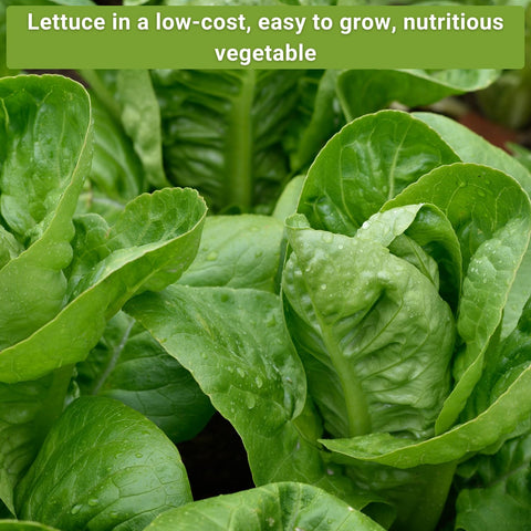 Sow Right Seeds green salad bowl lettuce seeds for colorful salads.