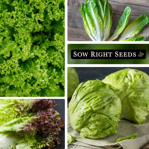 Sow Right Seeds iceberg lettuce seeds for crunchy garden heads.