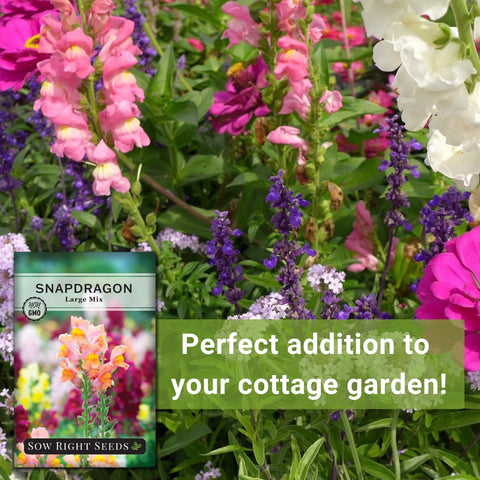 Sow Right Seeds Large Mixed Snapdragon vibrant spikes brighten sunny borders.