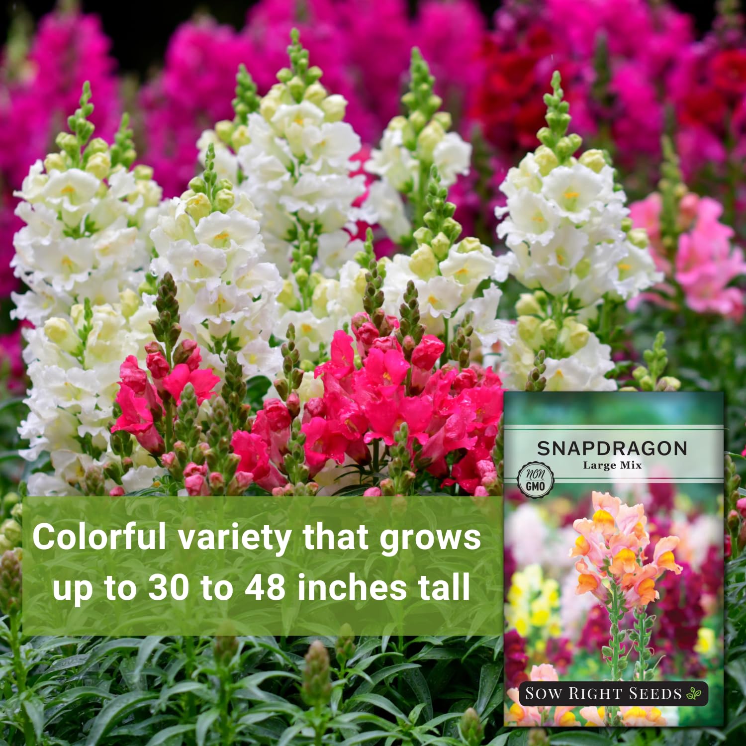 Sow Right Seeds Large Mixed Snapdragon cut flowers ready for indoor arrangements.