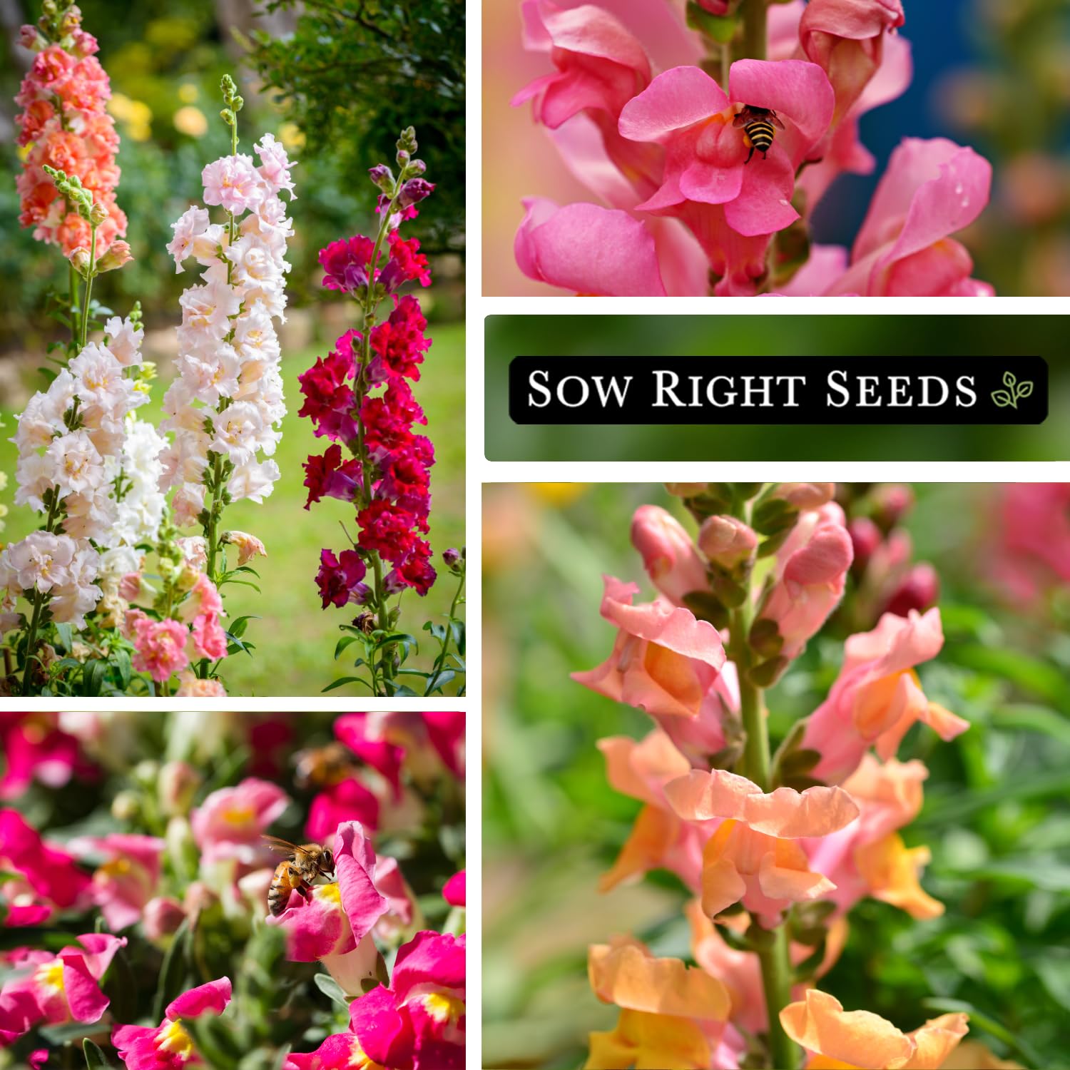 Sow Right Seeds Large Mixed Snapdragon attracts pollinators to outdoor borders.
