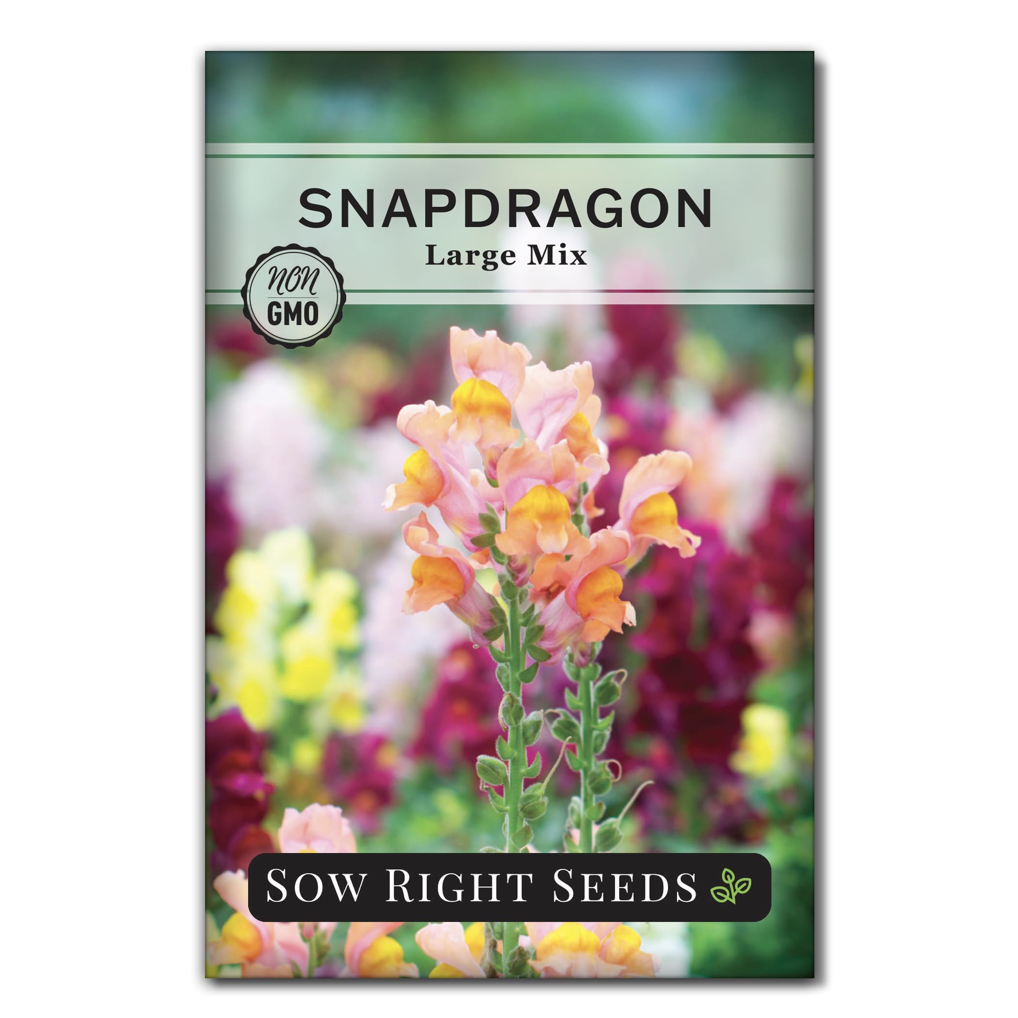 Sow Right Seeds Large Mixed Snapdragon seed packet offers vibrant blooms for borders and containers.
