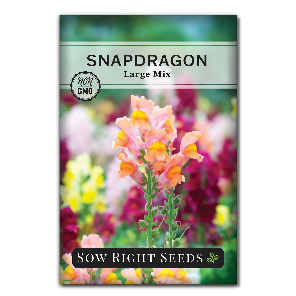 Sow Right Seeds Large Mixed Snapdragon seed packet offers vibrant blooms for borders and containers.