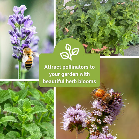 Sow Right Seeds lemon balm seed packet for citrusy teas and aromas