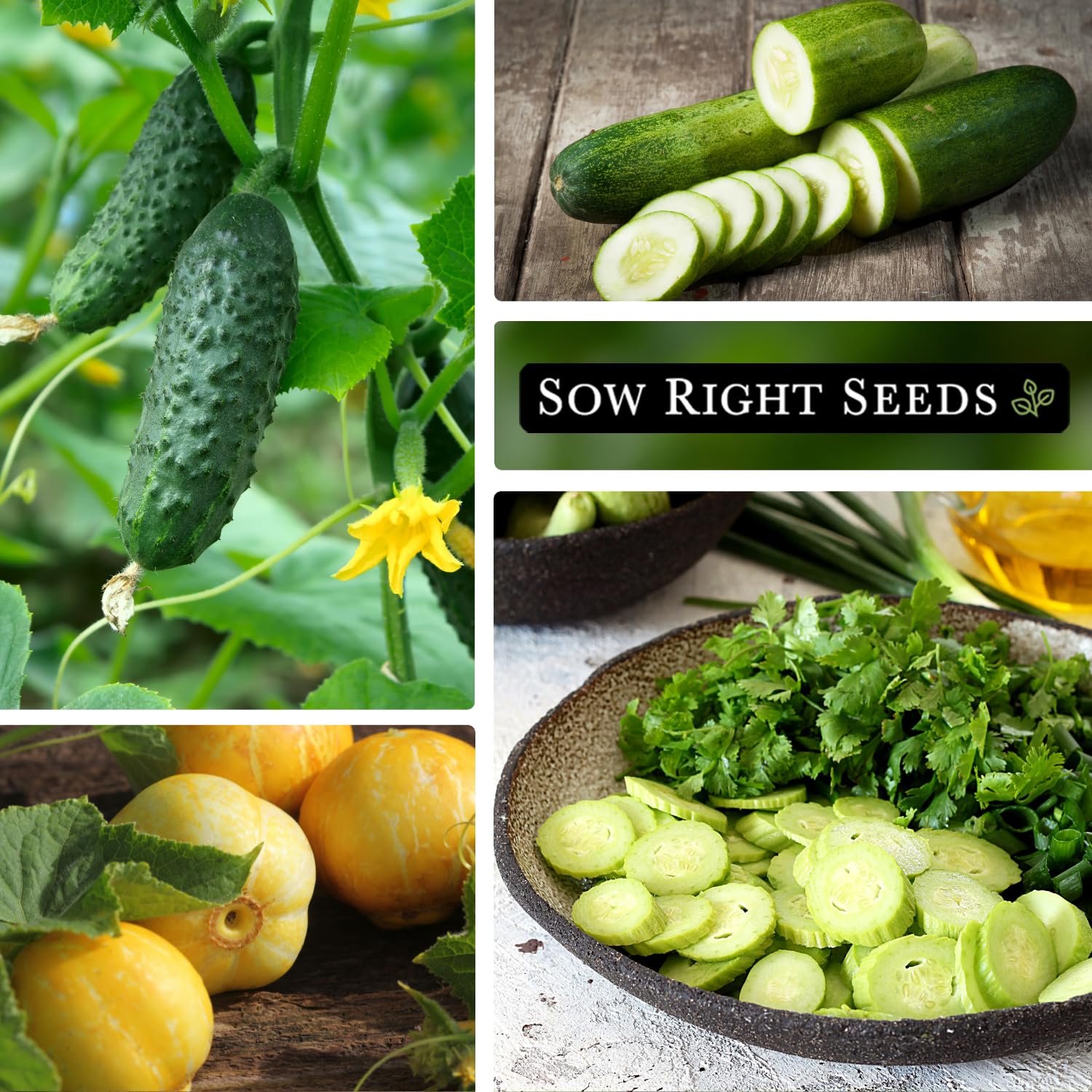 Sow Right Seeds Lemon cucumber seeds for refreshing slicer options