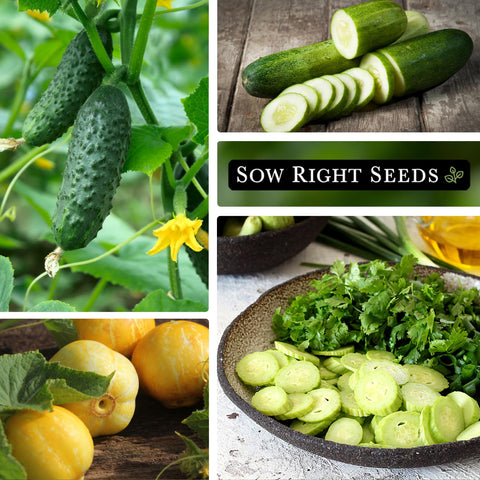 Sow Right Seeds Lemon cucumber seeds for refreshing slicer options