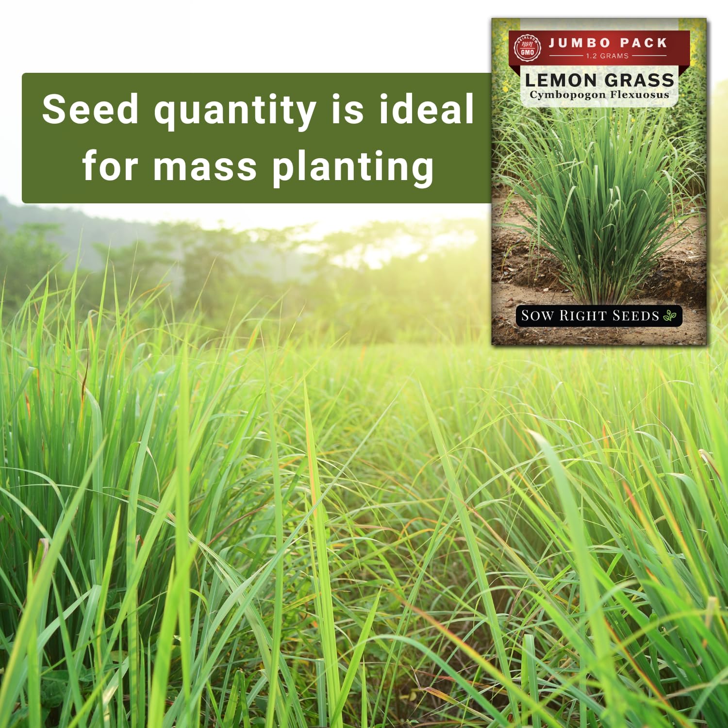 Sow Right Seeds Lemon Grass grows 3-5 ft tall with a 2 ft spread.