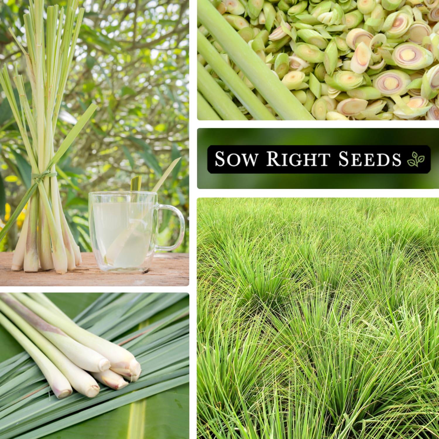 Sow Right Seeds lemon grass aroma enhances stir-fries and teas.