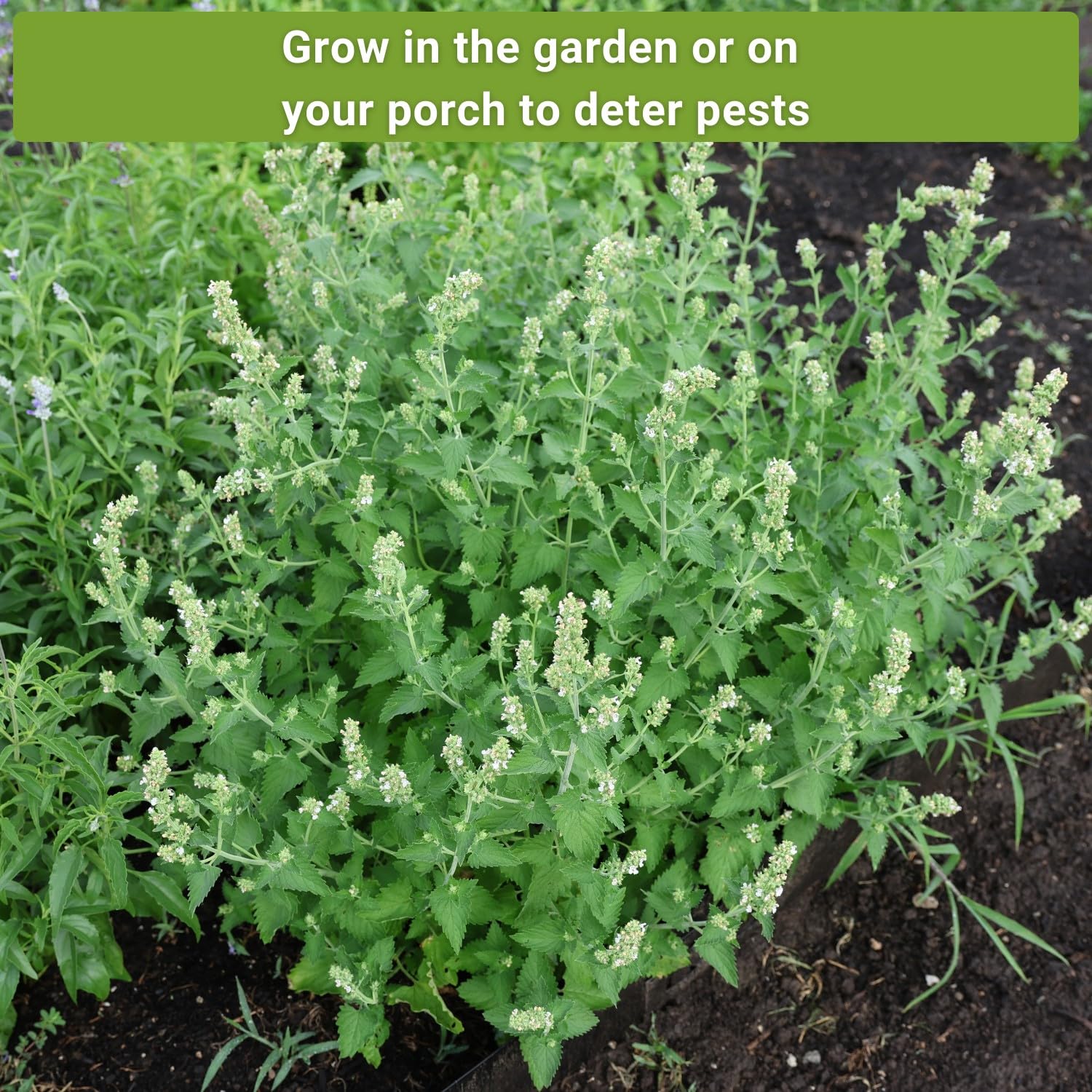 Sow Right Seeds Lemon Grass packet provides fragrance and garden border appeal