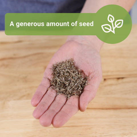 Sow Right Seeds lemon grass seed germinates in 7-14 days with warm soil.