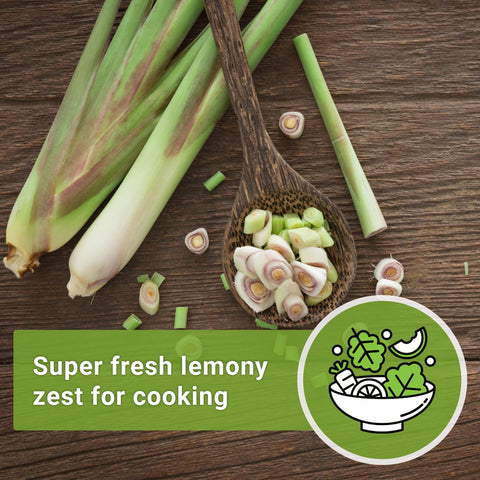 Sow Right Seeds lemon grass supports fresh culinary use at home.