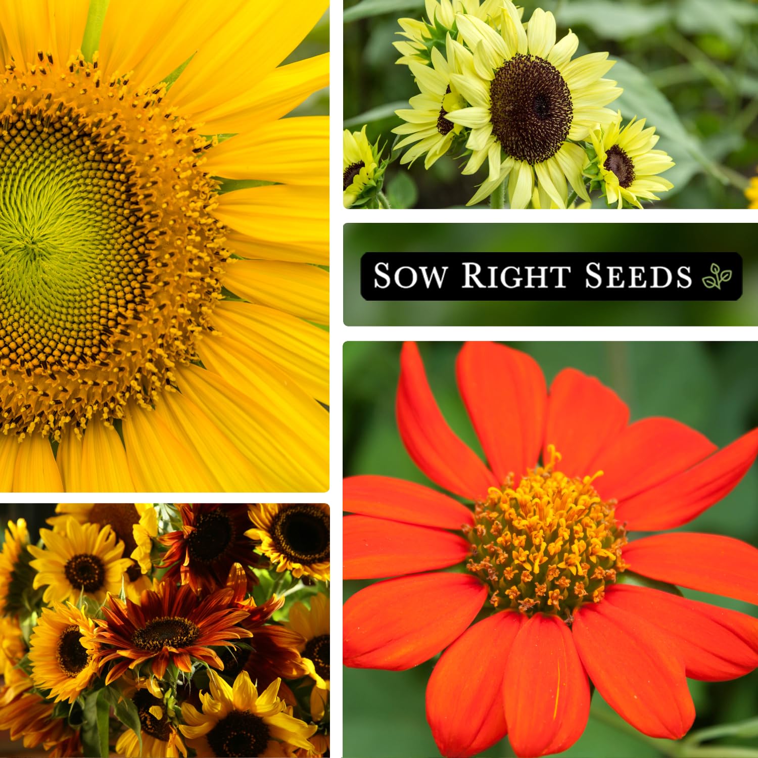Sow Right Seeds Lemon Queen sunflower packet showcasing sunny yellow, cheerful garden focal point.