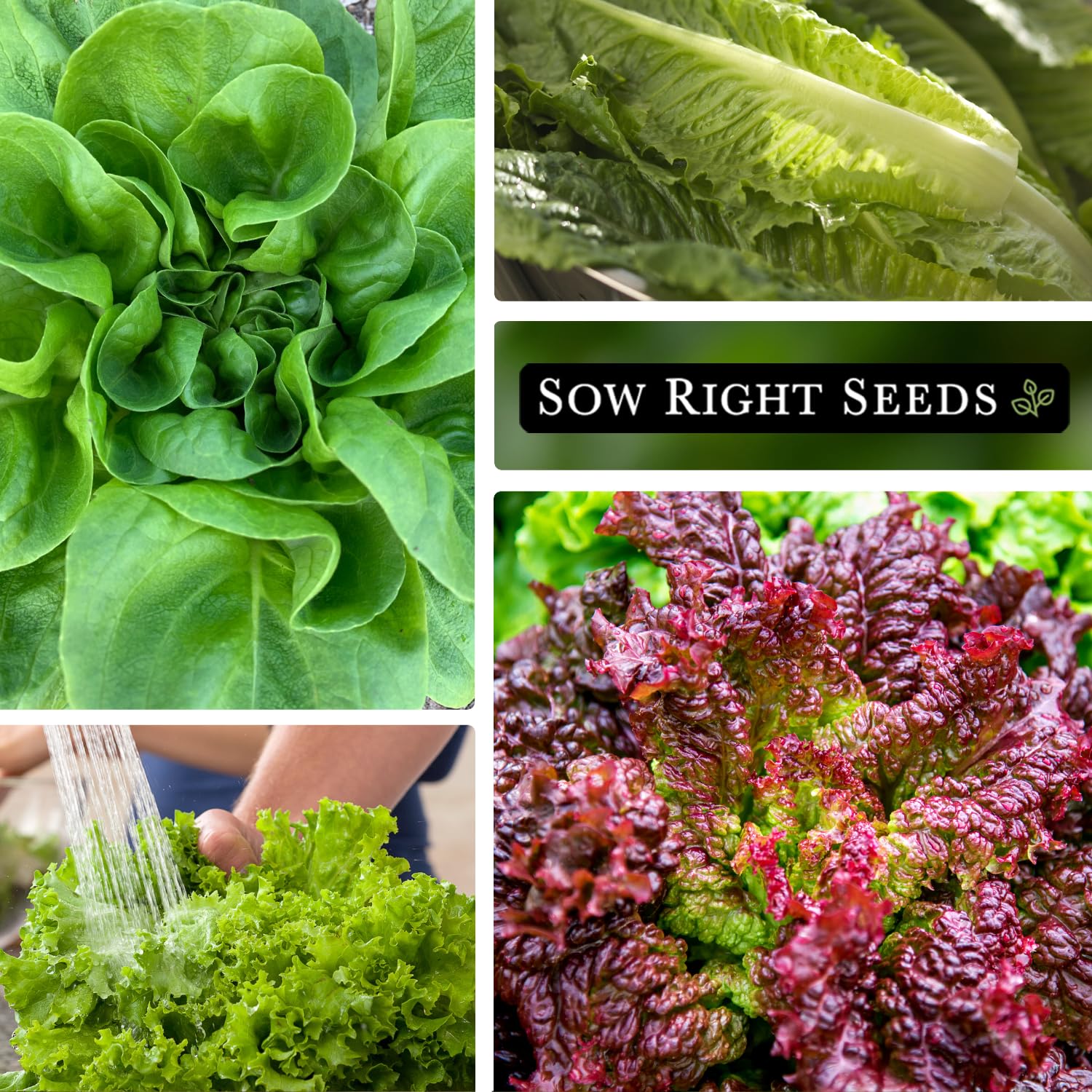 Sow Right Seeds Green Salad Bowl packets for versatile greens.