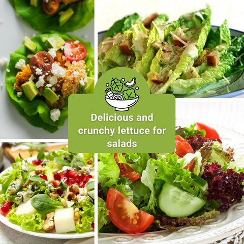 Sow Right Seeds lettuce collection indoor outdoor use packets.