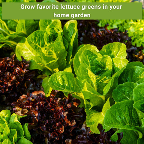 Sow Right Seeds Lolla Rosa packets for colorful, tender leaves.