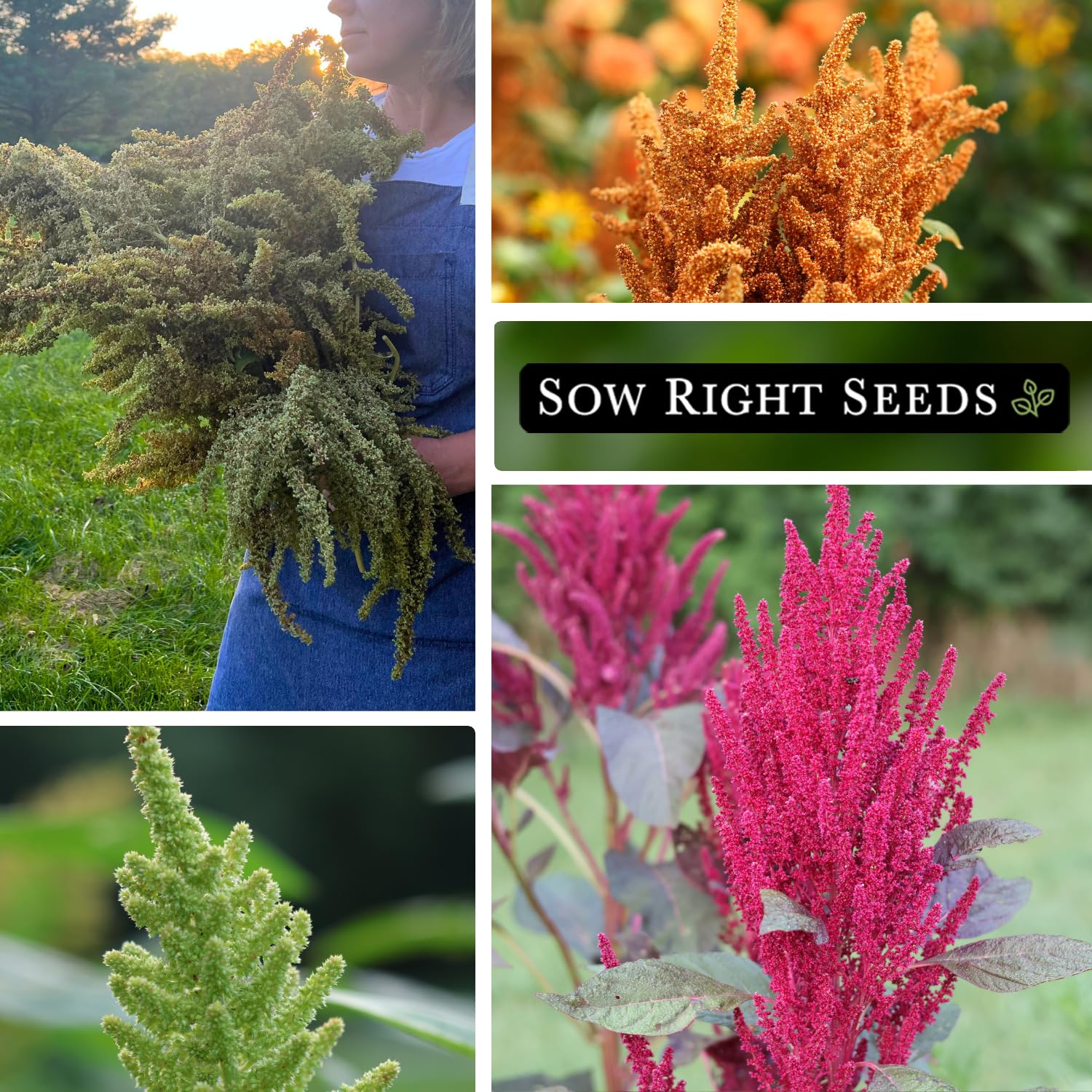 Sow Right Seeds Love Lies Bleeding amaranth seed with dramatic tassels for décor.