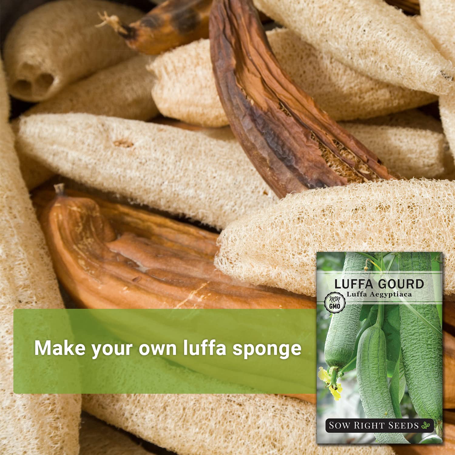 Sow Right Seeds luffa gourds harvested for natural exfoliating sponges.