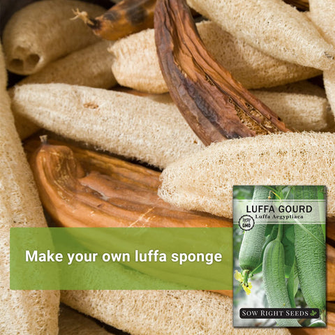 Sow Right Seeds luffa gourds harvested for natural exfoliating sponges.