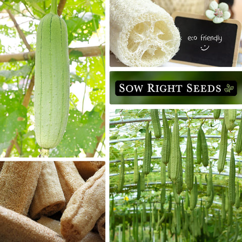 Sow Right Seeds luffa gourd drying into natural exfoliating sponges.