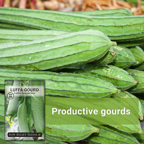 Sow Right Seeds luffa seeds with clear planting instructions included.