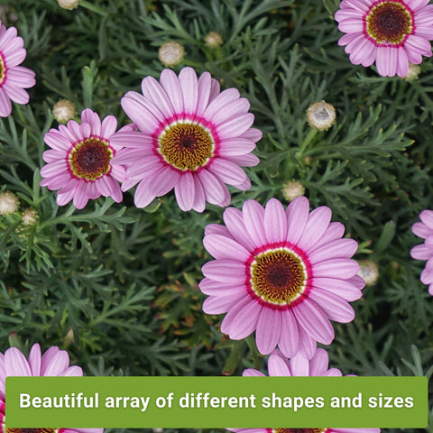 Sow Right Seeds Luminosa Zinnia; bright pink blooms for bouquets and beds.