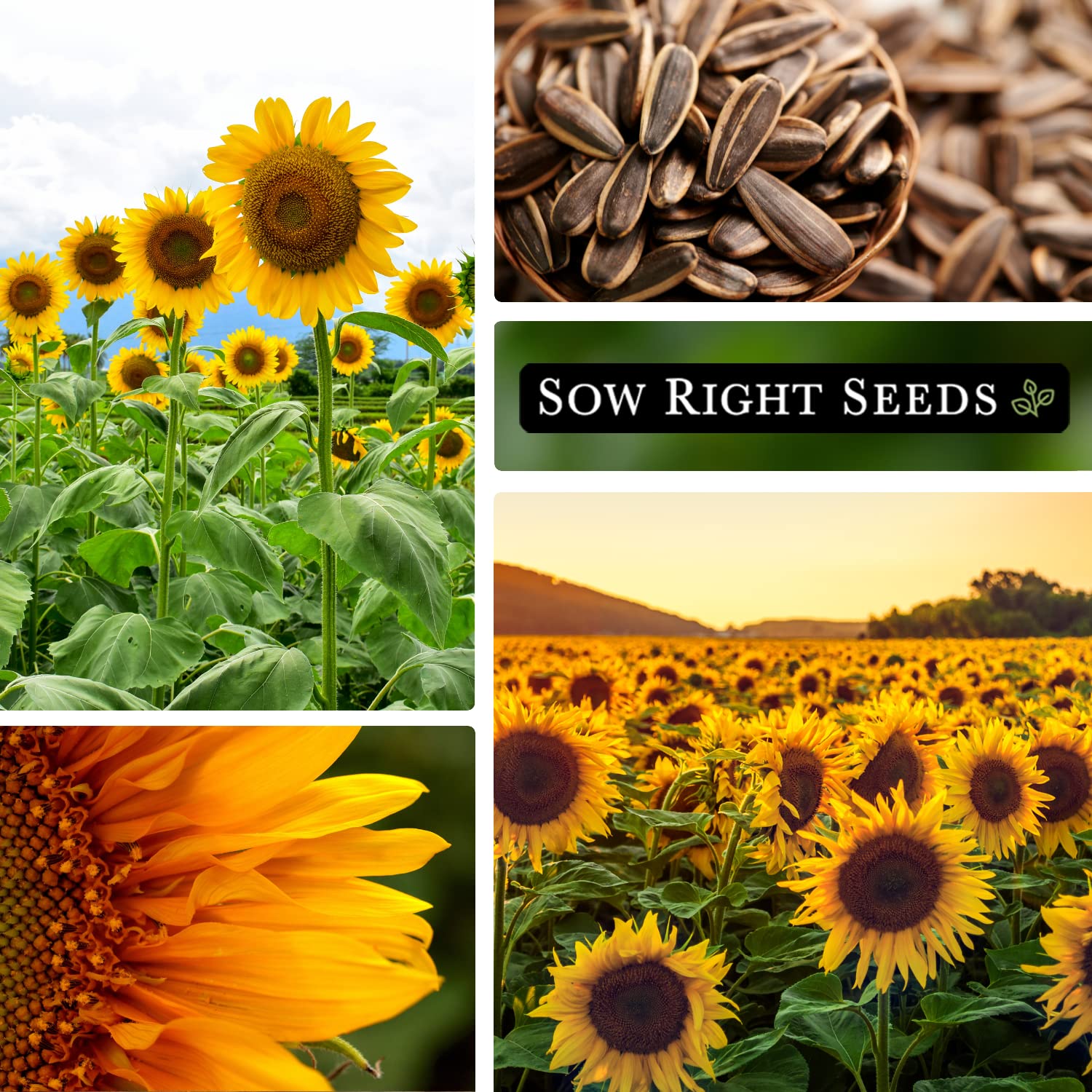 Bees visiting Mammoth Sunflower attracting pollinators and birds later