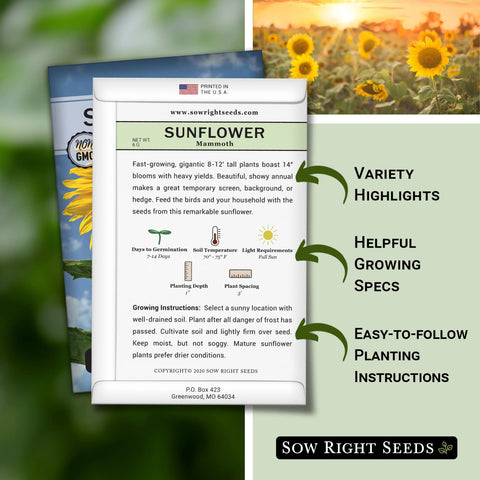 Mammoth Sunflower bloom closeup by Sow Right Seeds showing tall giant blooms