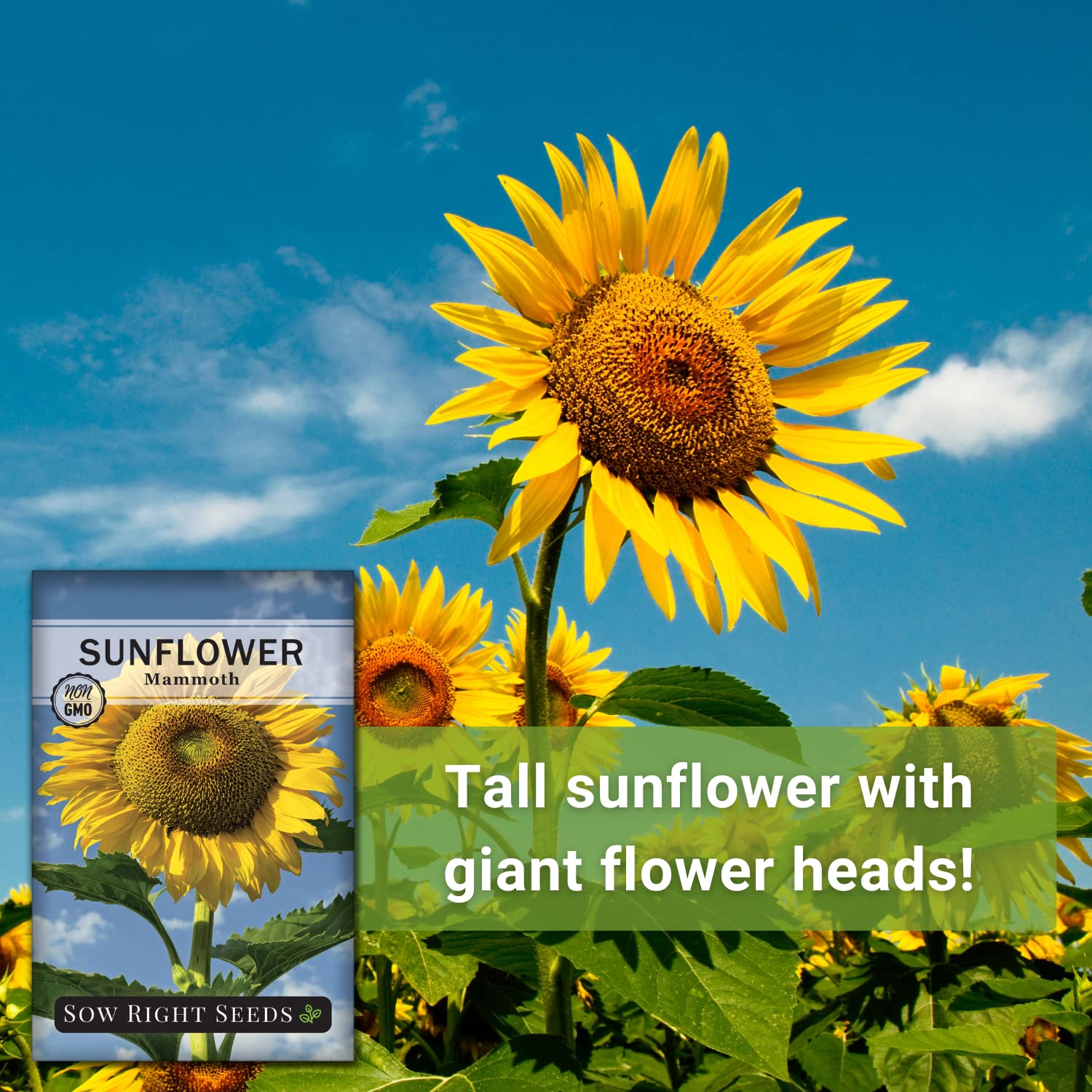 Harvest-ready Mammoth Sunflower seeds in garden-friendly open-pollinated variety