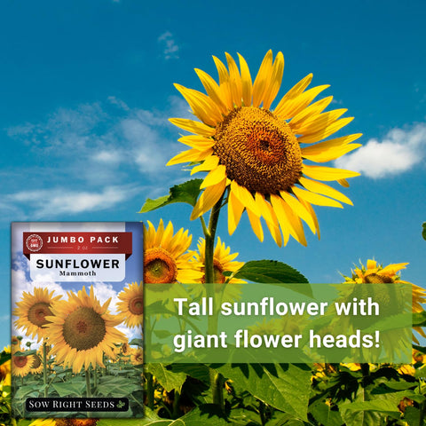 Bees gather nectar on Mammoth sunflowers, boosting garden pollination.