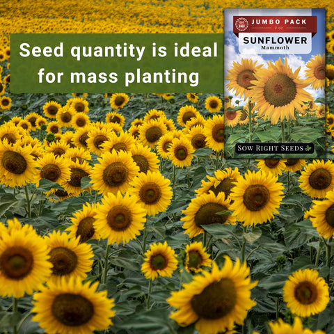 Harvested Mammoth sunflowers seeds saved for next season from Sow Right Seeds.