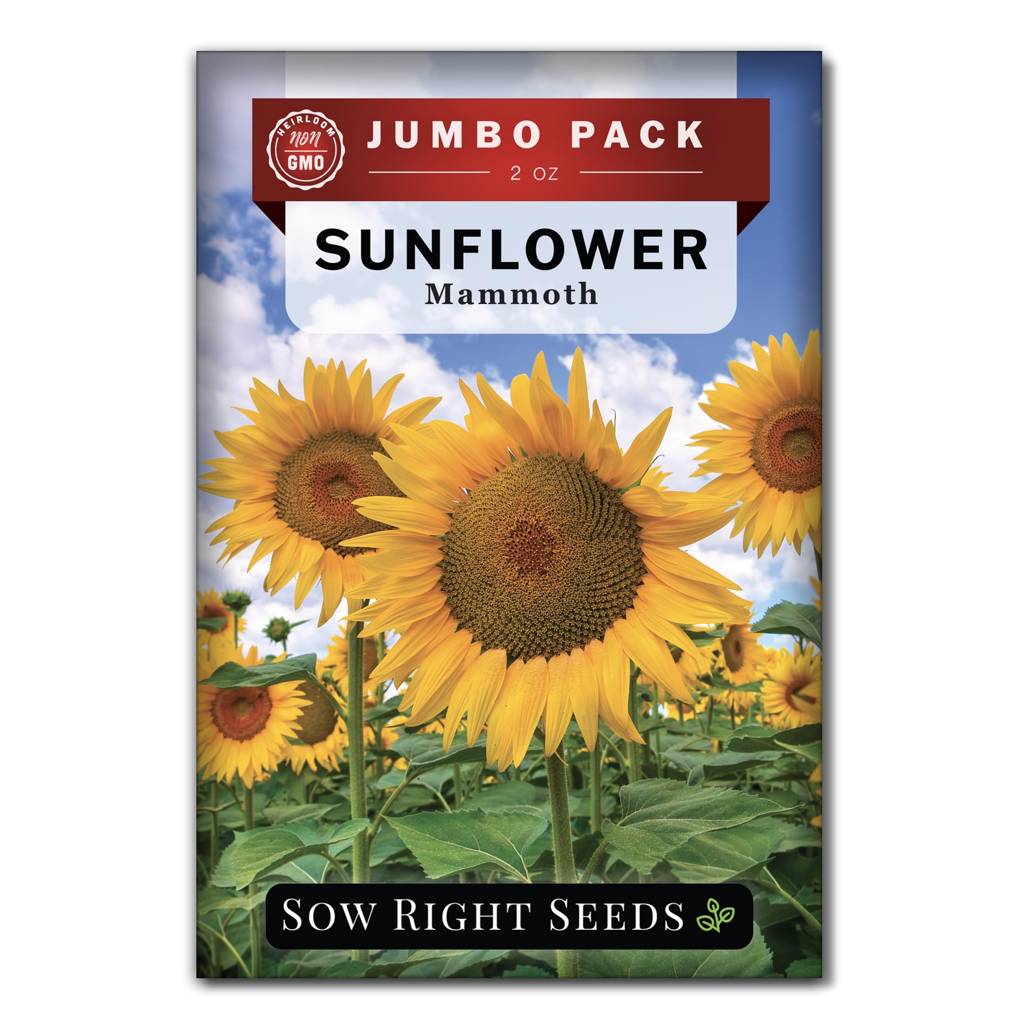 Sow Right Seeds Mammoth sunflowers bulk packet ready for planting and harvest.