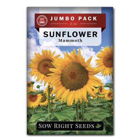 Sow Right Seeds Mammoth sunflowers bulk packet ready for planting and harvest.