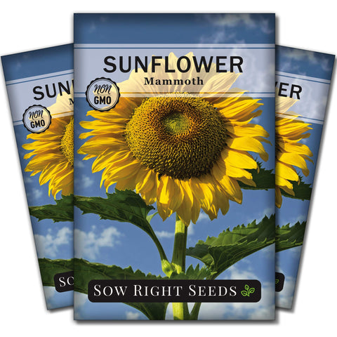Sow Right Seeds Mammoth Sunflower seeds ready for planting in sunny beds.