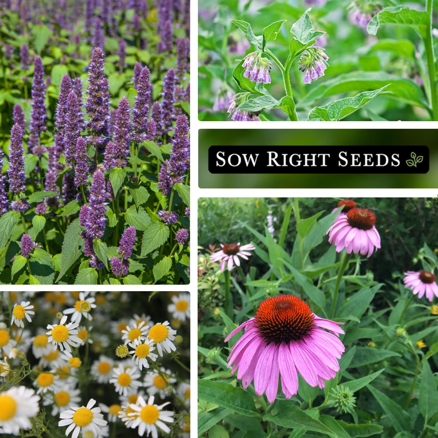 Sow Right Seeds Hyssop seed packet for culinary herbs and aroma.