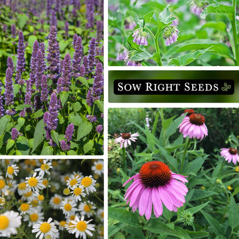 Sow Right Seeds Hyssop seed packet for culinary herbs and aroma.