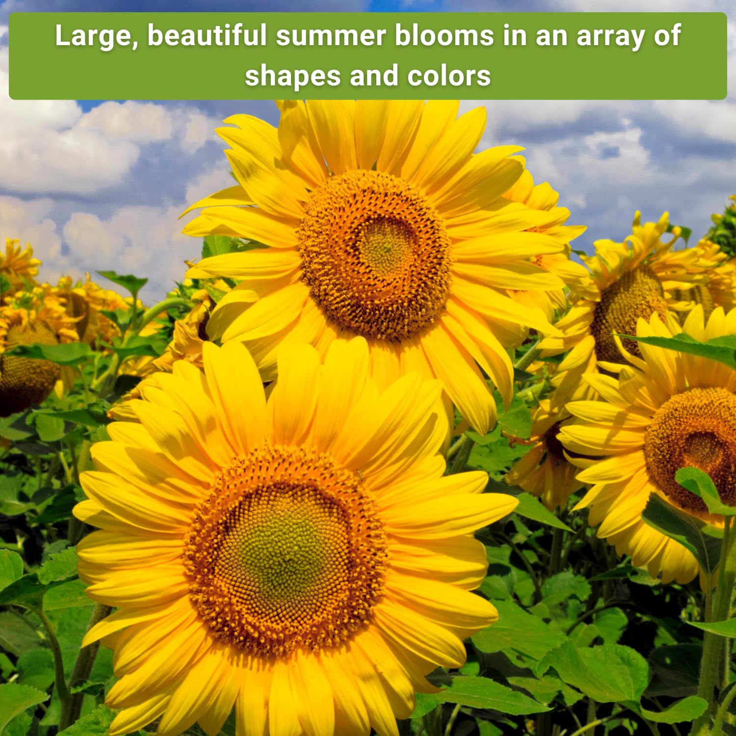 Sow Right Seeds Mexican sunflower packet offering tall blooms for summer color.