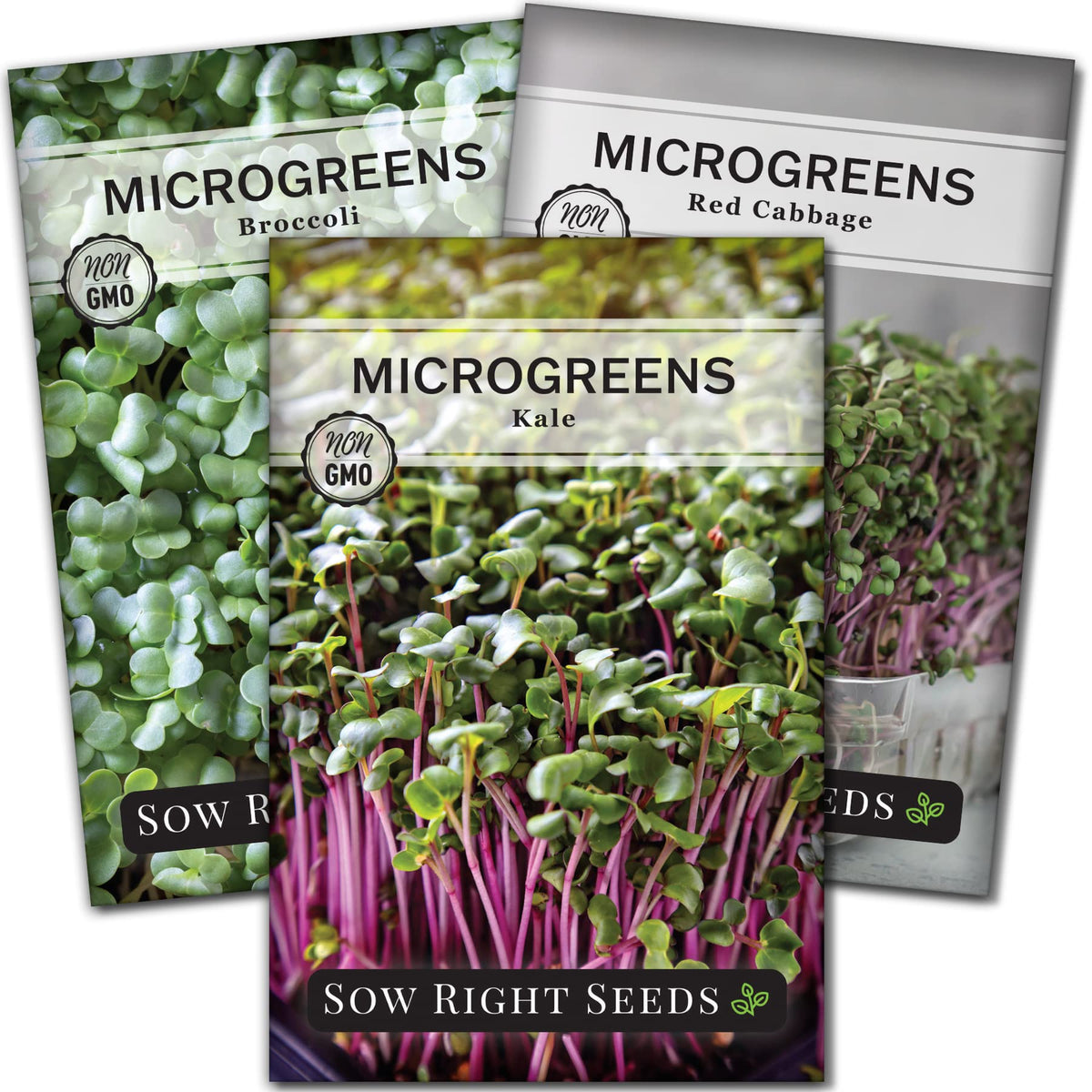 Sow Right Seeds broccoli microgreens mix ready to elevate salads.