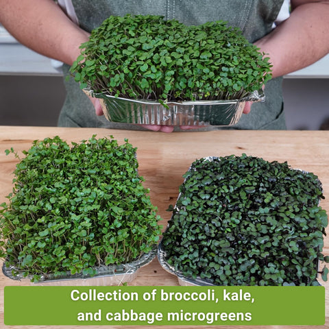 Sow Right Seeds kale microgreens mix boosts color in bowls.