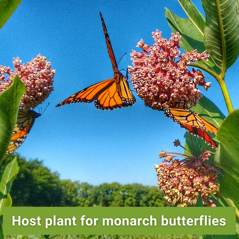 Sow Right Seeds milkweed butterfly packet supports larval and adult butterflies.