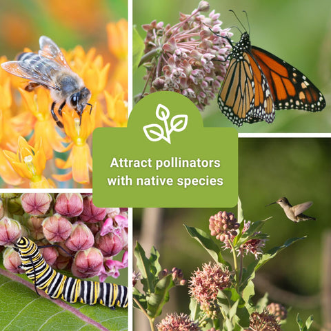 Sow Right Seeds milkweed showy packet to attract nectar seekers.