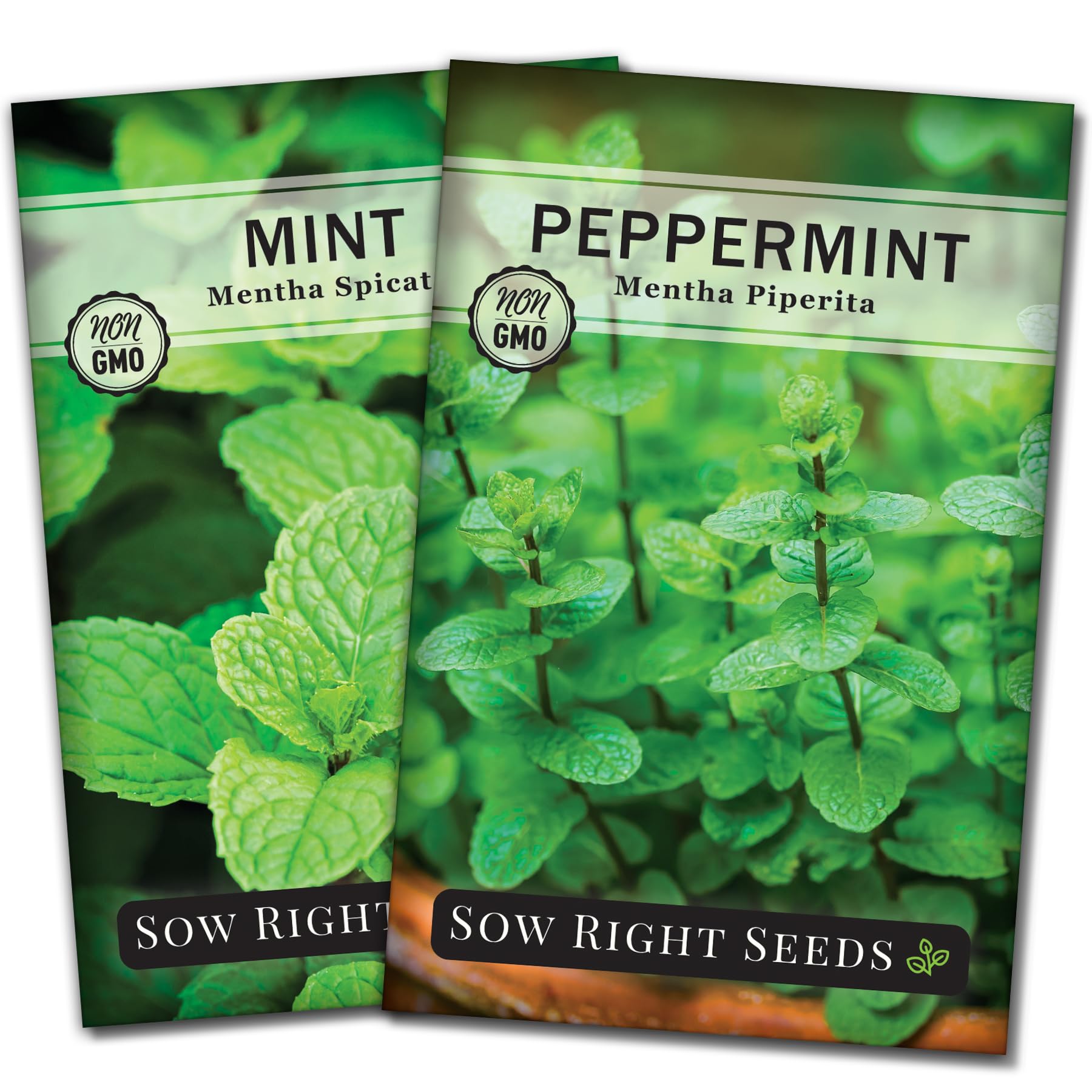 Sow Right Seeds mint and peppermint collection pack showcasing two flavorful varieties for versatile cooking.