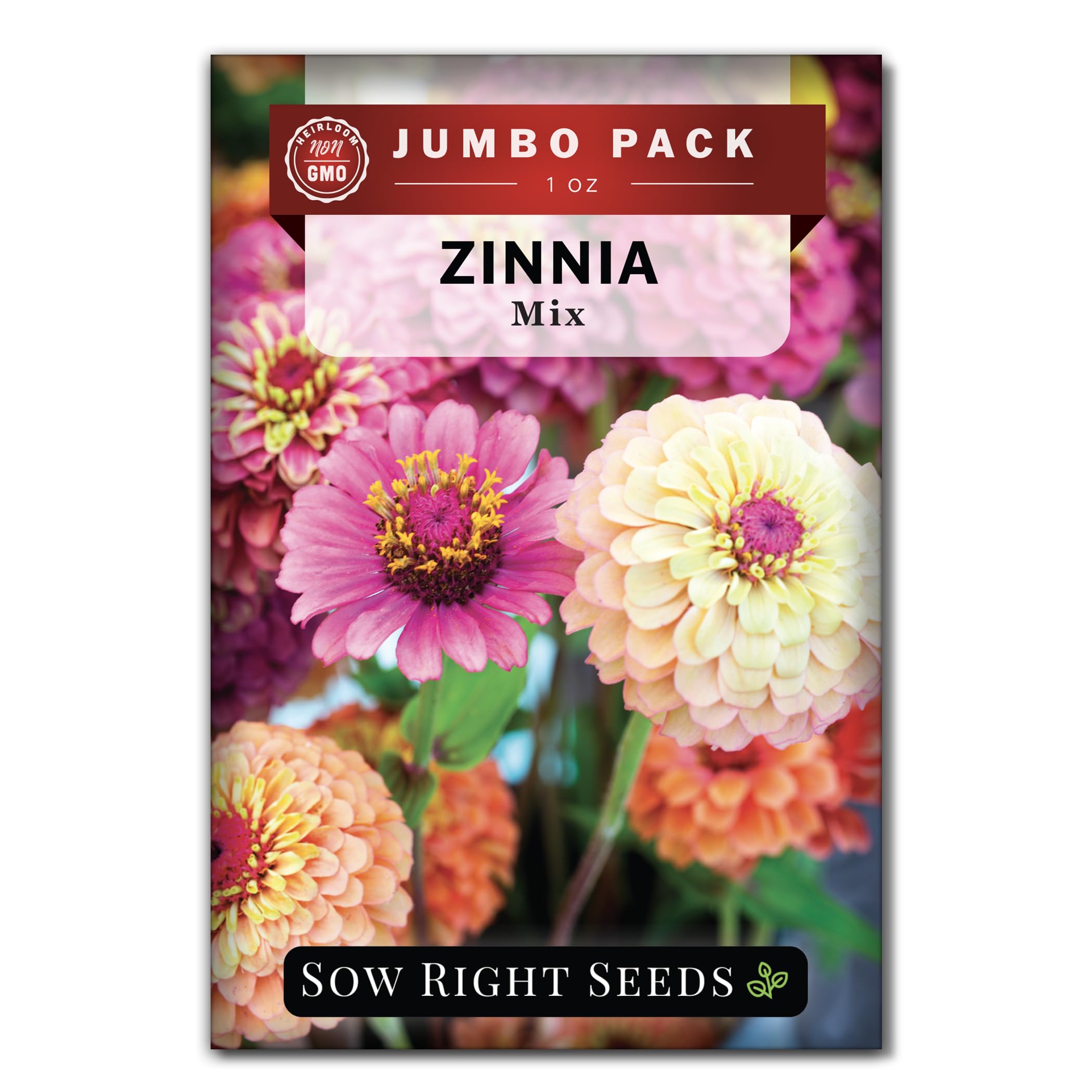 Sow Right Seeds mixed zinnia seeds ready for bulk planting in borders for vibrant color.
