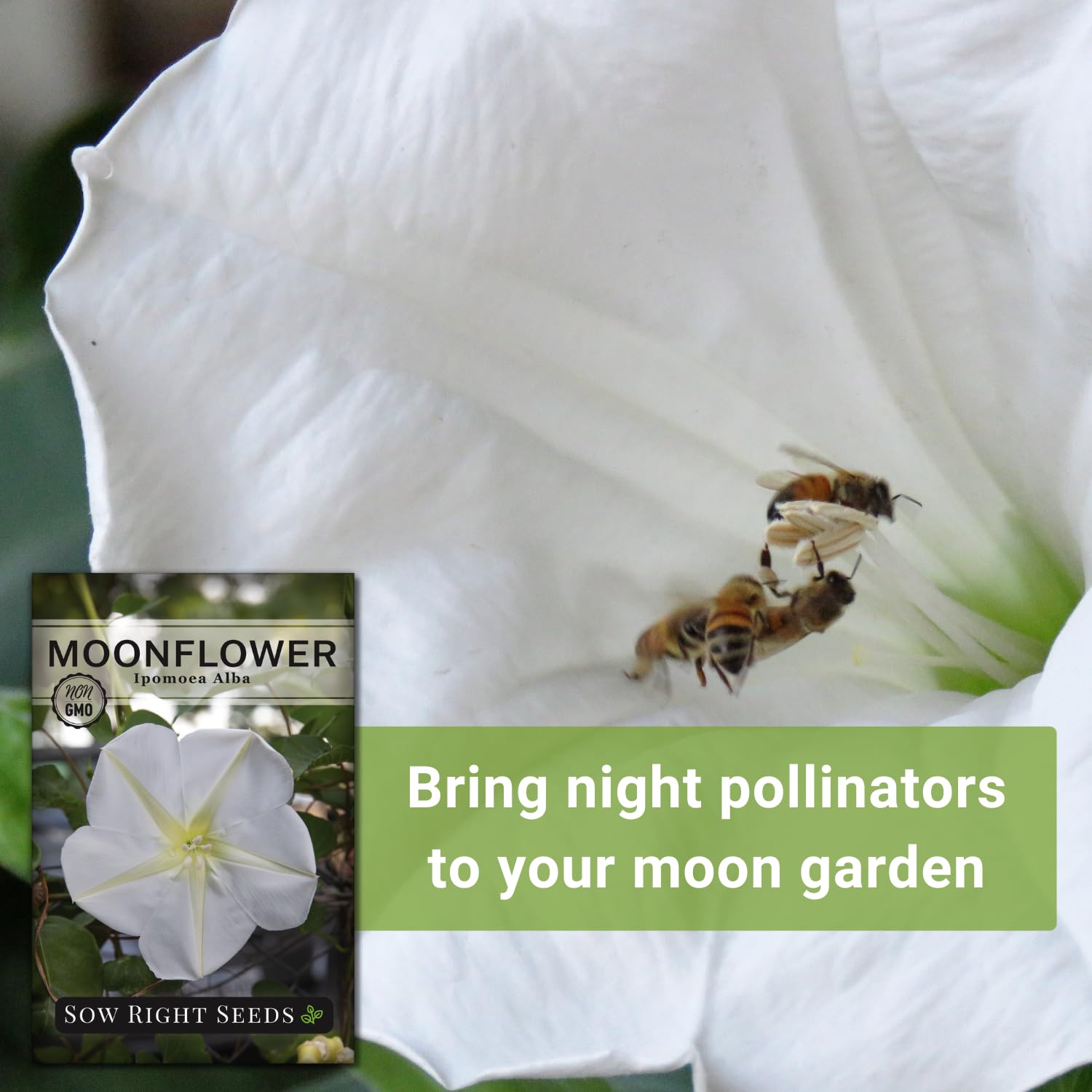 Moonflower garden border display from Sow Right Seeds, adding evening drama