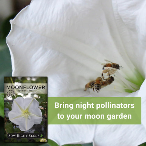 Moonflower garden border display from Sow Right Seeds, adding evening drama