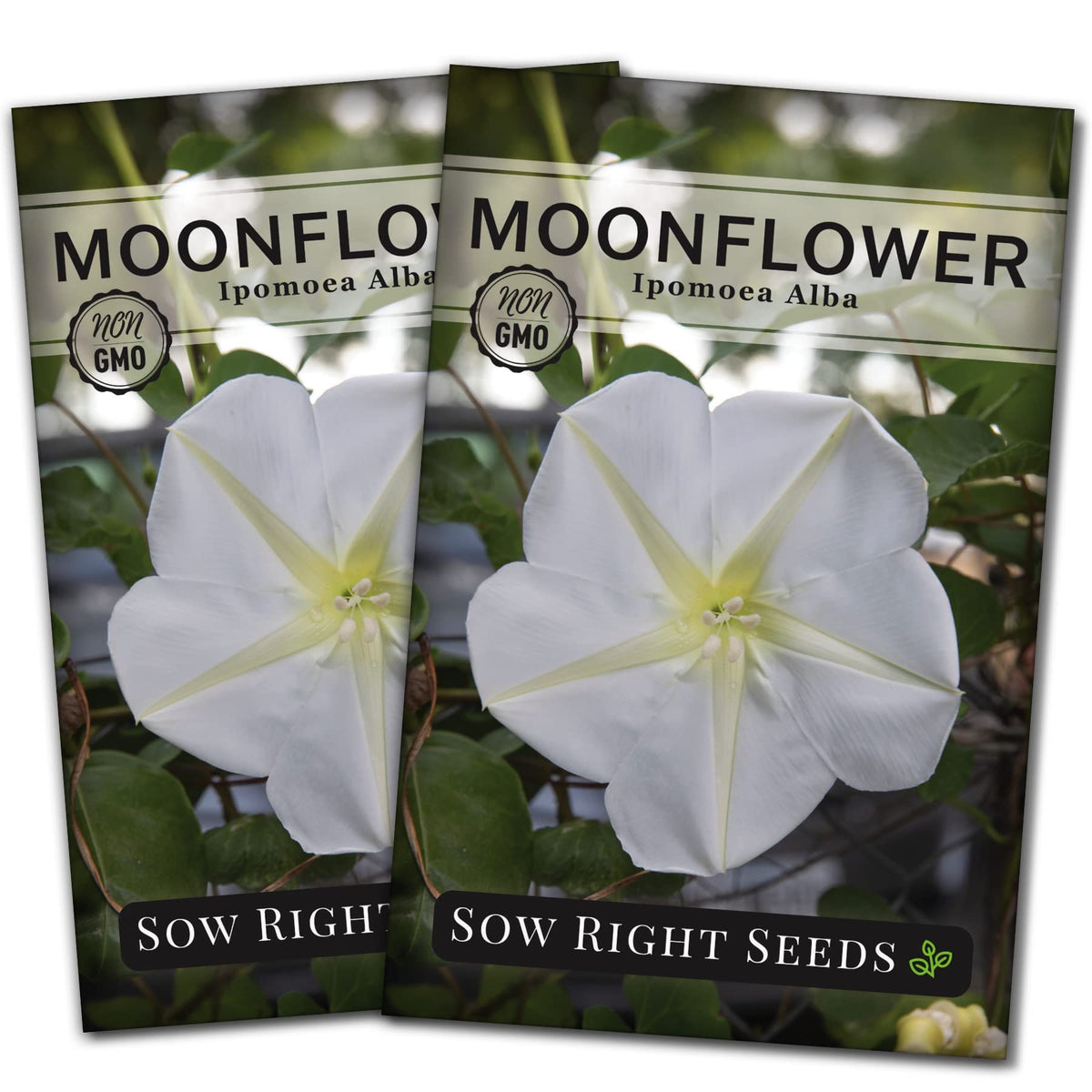 Sow Right Seeds Moonflower seed packet ready for planting, promising premium seeds for evening color