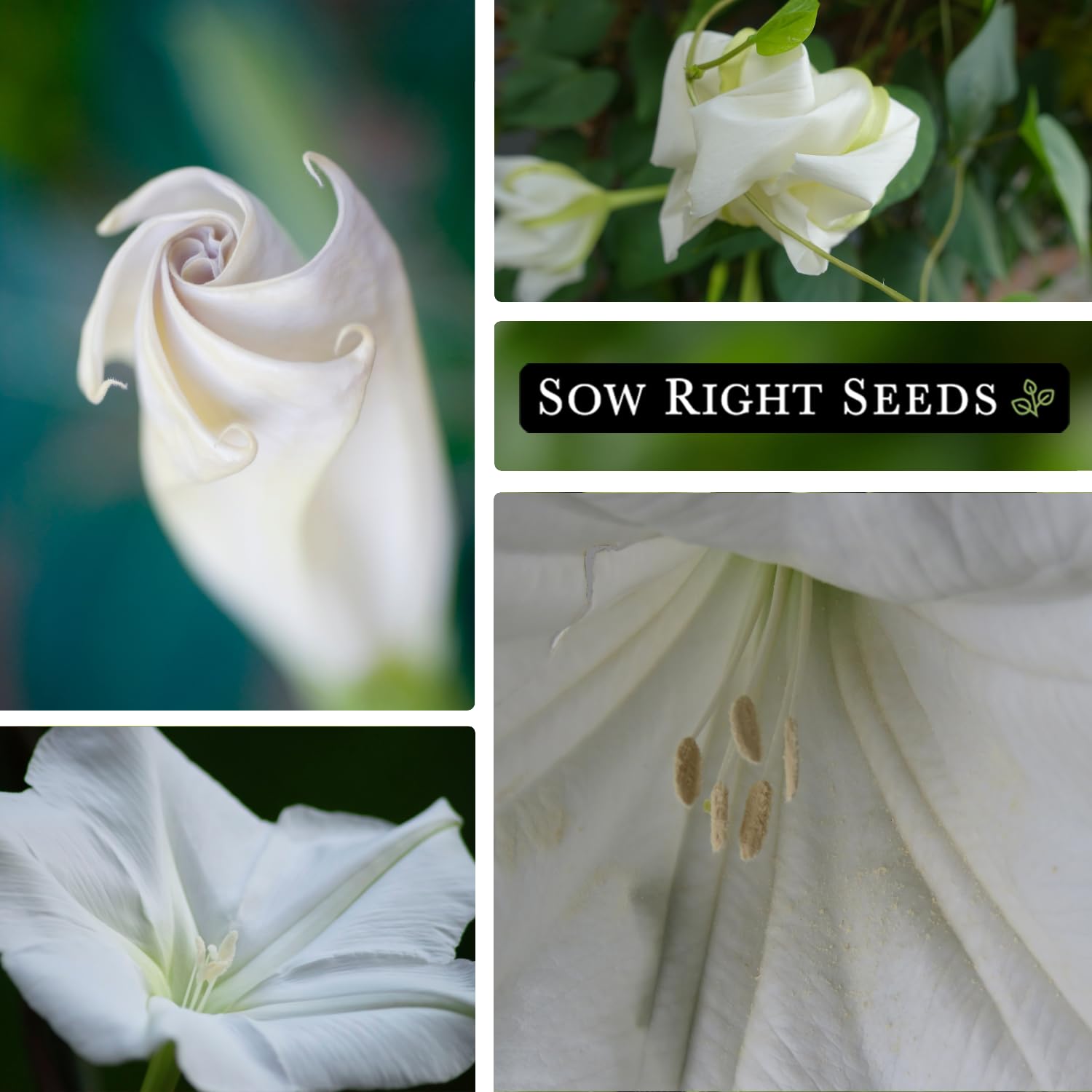 Moonflower trellis setup with vines climbing, by Sow Right Seeds