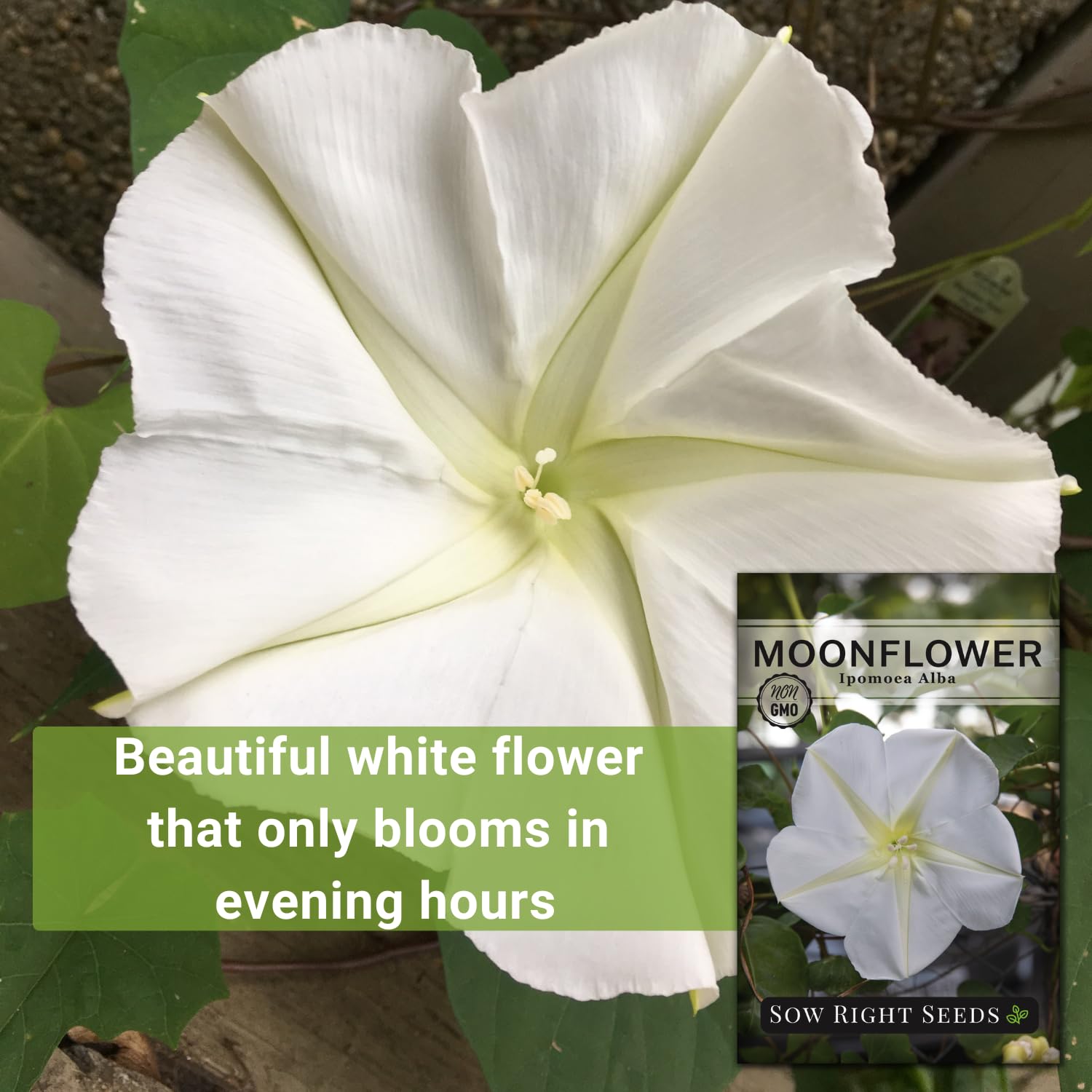 Moonflower white bloom closeup by Sow Right Seeds, trumpet-shaped flowers at dusk