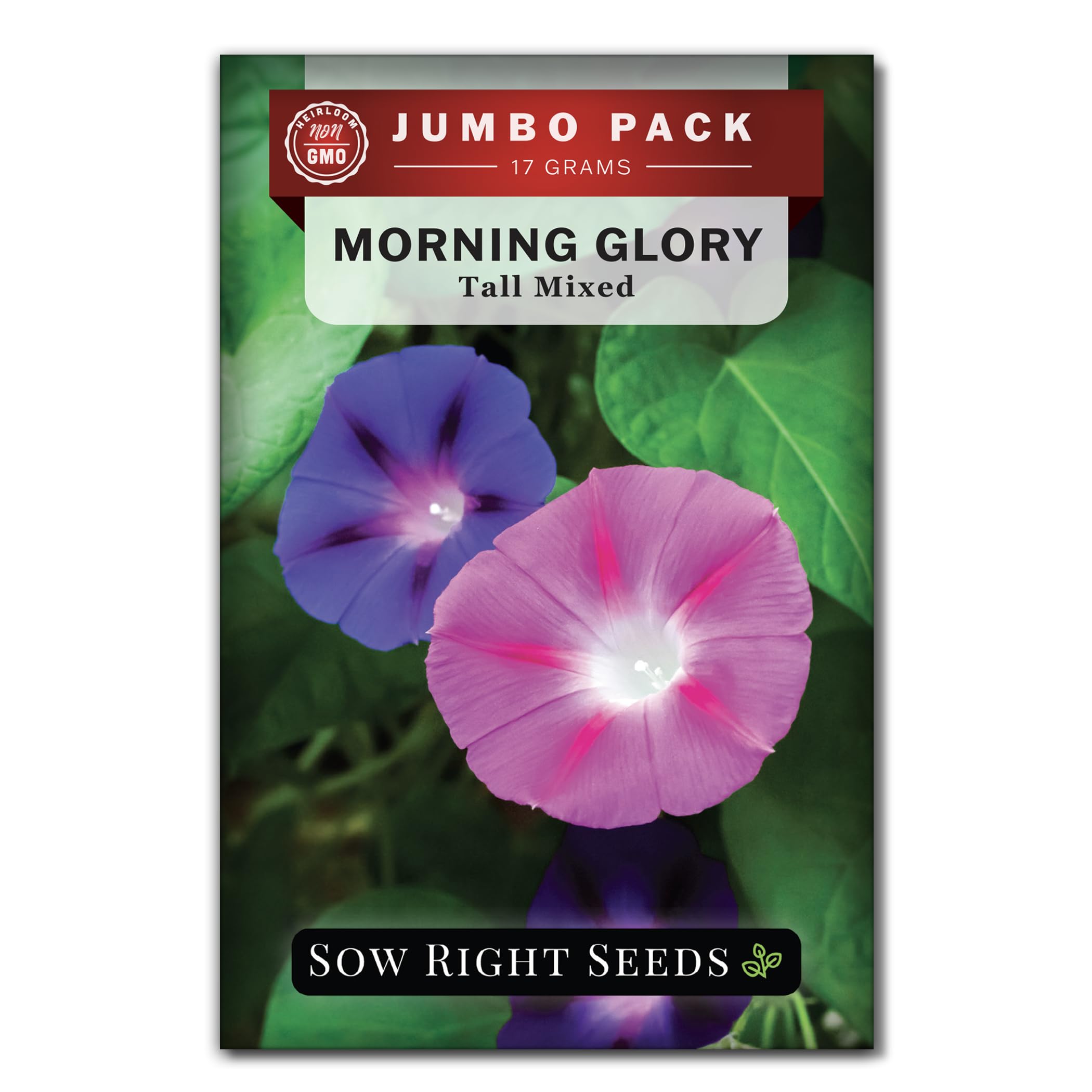 Sow Right Seeds morning glory bulk packet: vibrant colors for trellis and pollinator gardens.